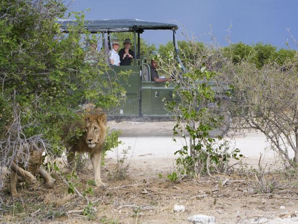 Villa Mushara - Game Drive 